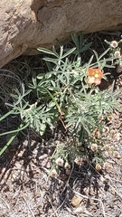 Sphaeralcea digitata