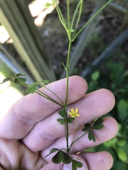 Oxalis florida