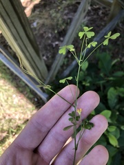 Oxalis florida