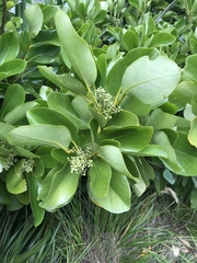 Griselinia
