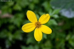 Bidens ostruthioides