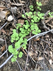 Pterostegia drymarioides