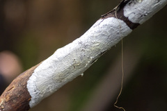 Aleurodiscus sparsus