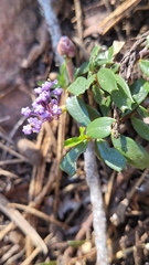 Ceanothus prostratus