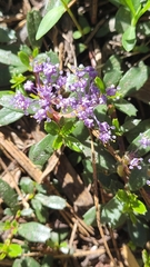Ceanothus prostratus