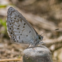 Celastrina asheri