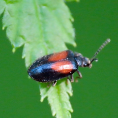 Herthania concinna