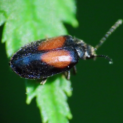 Herthania concinna