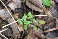 Vitex negundo cannabifolia