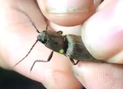 Ignelater havaniensis