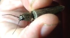 Ignelater havaniensis