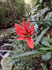 Hippeastrum aulicum