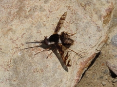 Bombylius pulchellus