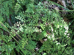 Adiantum atroviride