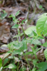 Thaspium trifoliatum trifoliatum