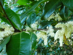 Lepiderema sericolignis