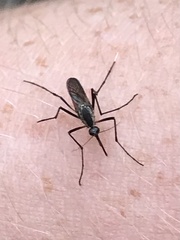 Psorophora longipalpus