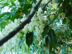 Lepiderema sericolignis