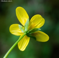 Bidens ostruthioides