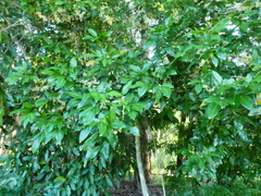 Lepiderema sericolignis