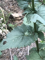 Scrophularia desertorum