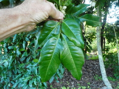 Lepiderema sericolignis