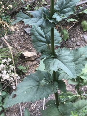 Scrophularia desertorum