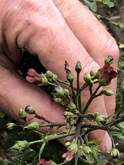 Scrophularia desertorum