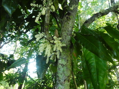 Lepiderema sericolignis