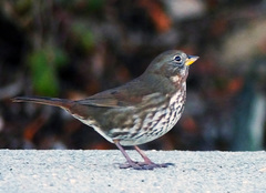 Passerella iliaca unalaschcensis