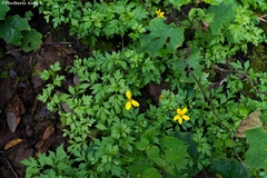 Bidens ostruthioides