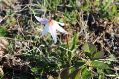 Erythronium elegans