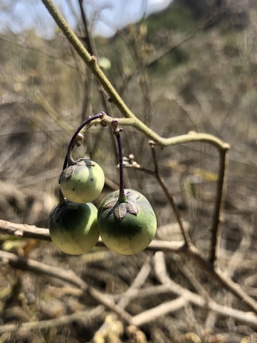 Mountain Pride Bluewitch fruiting