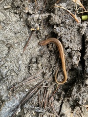 Eurycea chamberlaini