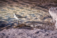 Charadrius alticola