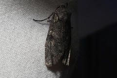 Lithophane tepida