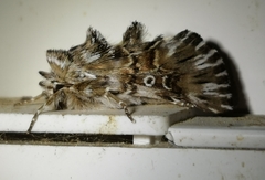 Omphalophana antirrhinii