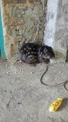 Cuniculus