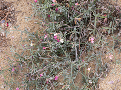 Lotus bryantii