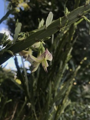 Carmichaelia williamsii