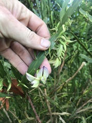 Carmichaelia williamsii