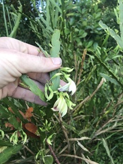 Carmichaelia williamsii