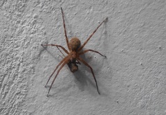 Acanthoctenus
