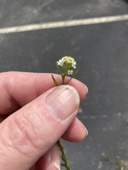 Lepidium virginicum