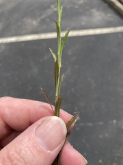 Lepidium virginicum