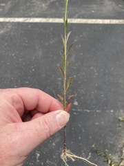 Lepidium virginicum