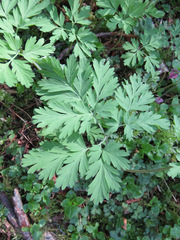 Dicentra formosa
