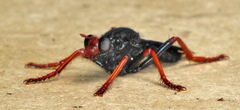Proagonistes