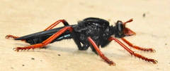Proagonistes