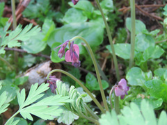 Dicentra formosa